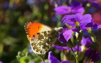 Schmet­ter­linge als Indikator für Umweltprobleme